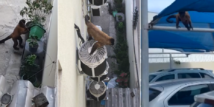 Macaco toca o terror em condomínio da zona Leste